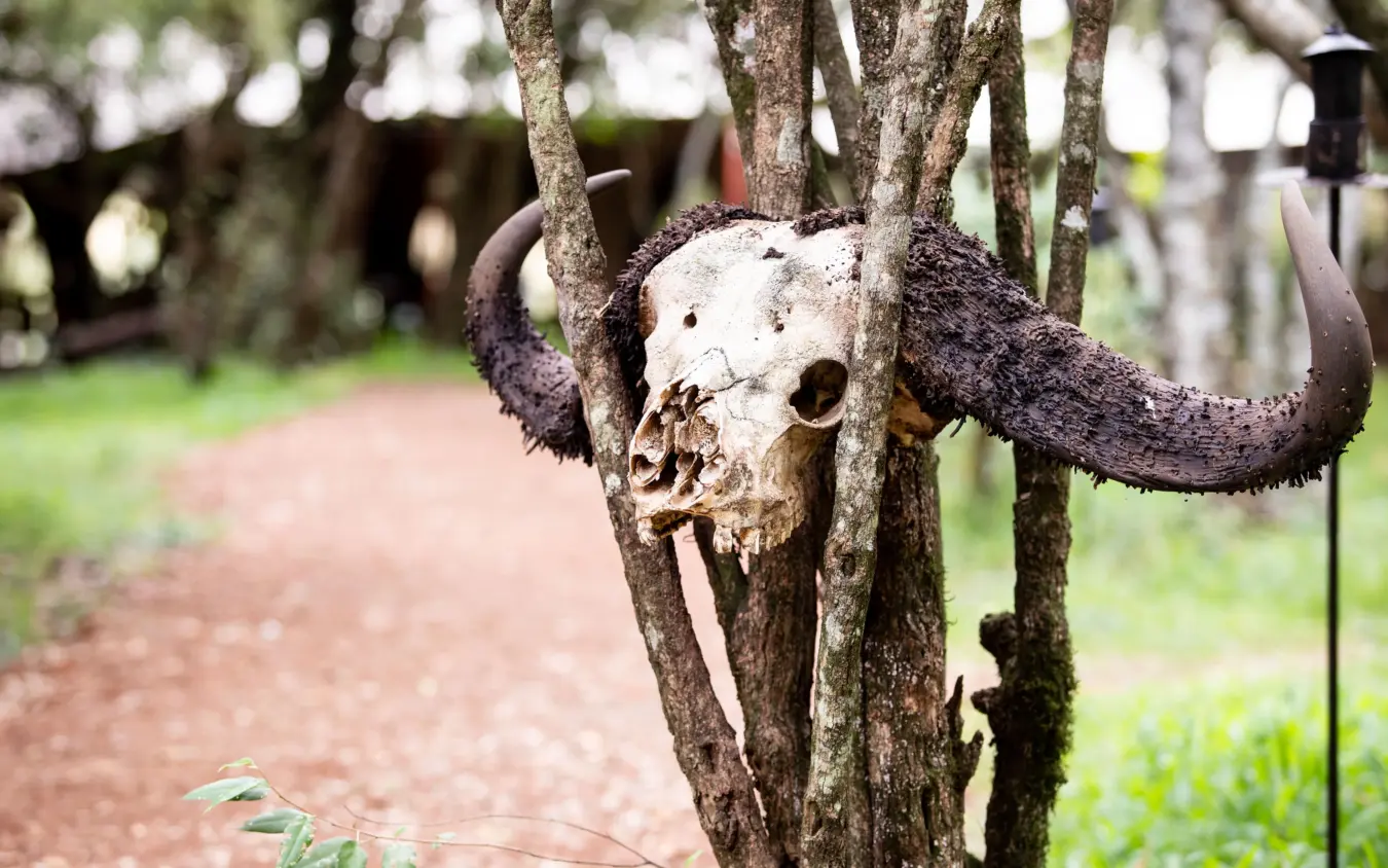 Buffalo skull with horns mounted on tree trunk in garden, Naibor Camp, Maasai Mara, Kenya