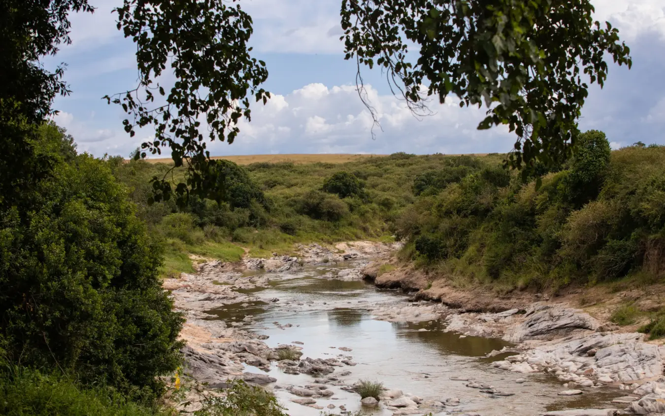 River flowing through dense green bush landscape with rocky banks, Naibor Camp, Maasai Mara, Kenya