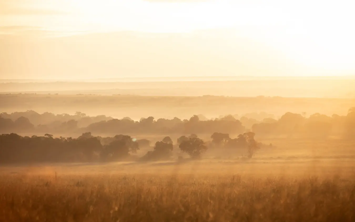 Misty grassland landscape with scattered trees at dawn, Naibor Camp, Maasai Mara, Kenya