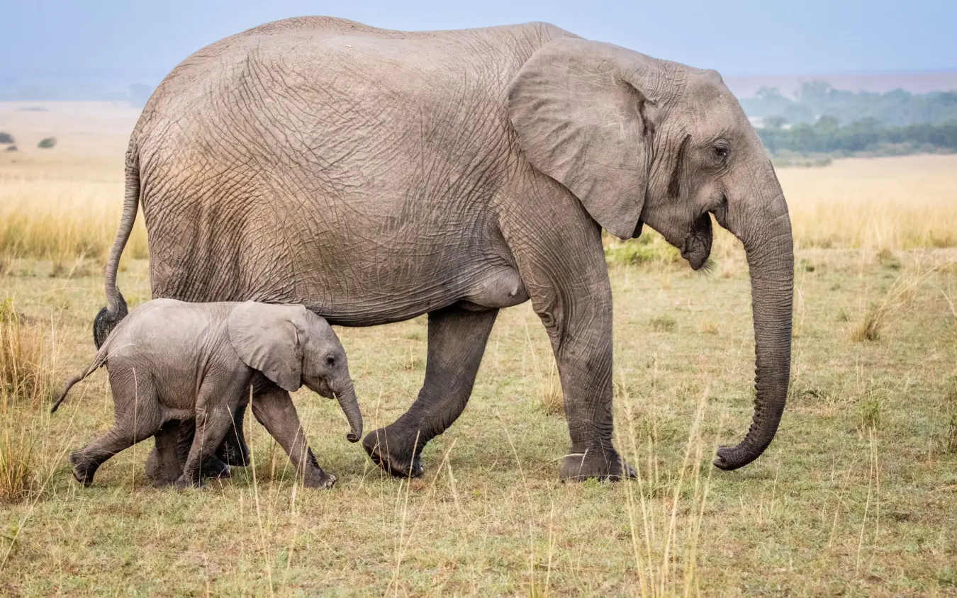Mother and calf elephants walking through grassland savanna, Naibor Camp, Maasai Mara, Kenya