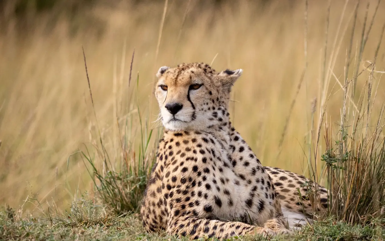 Cheetah resting in tall grass savanna habitat, Naibor Camp, Maasai Mara, Kenya