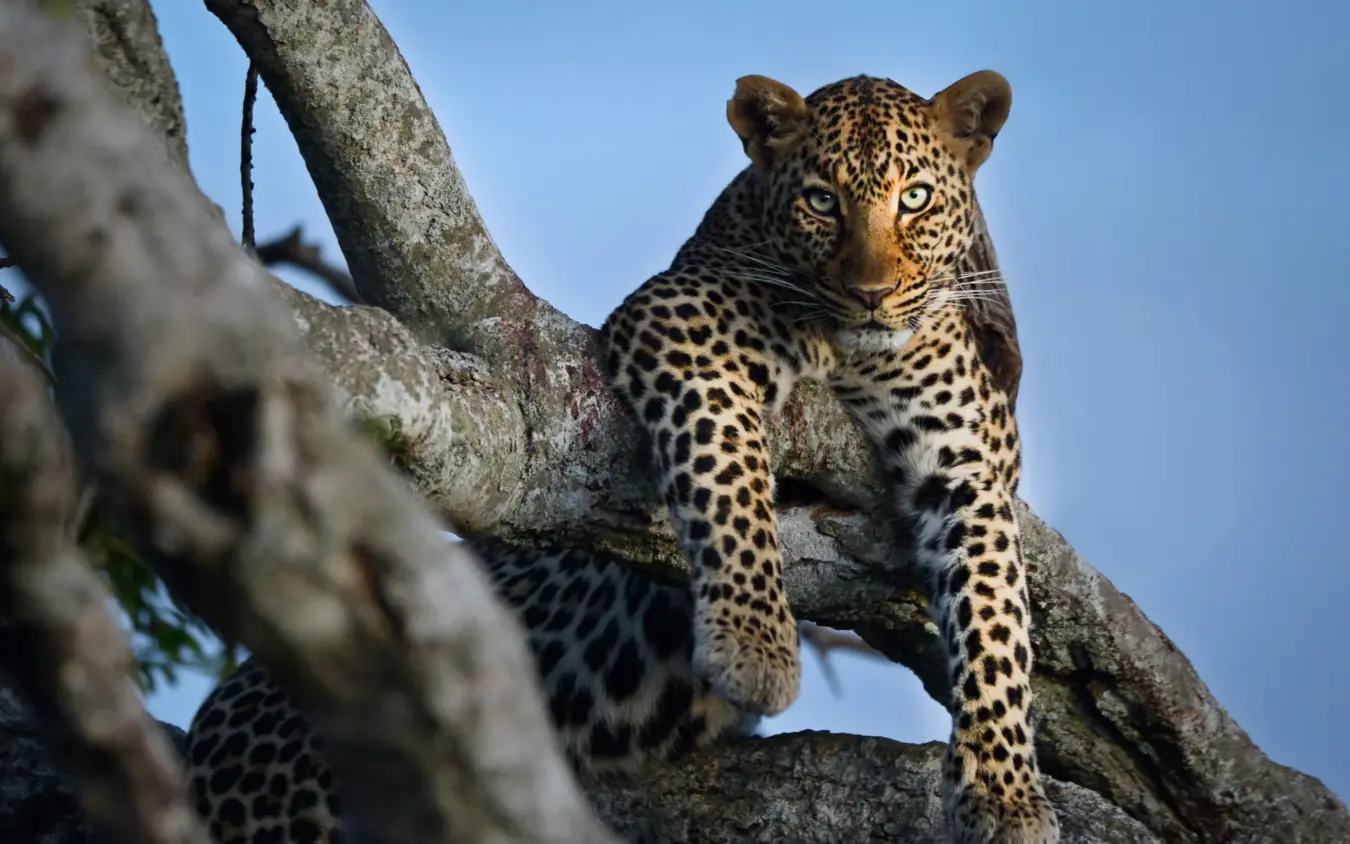 Leopard resting on tree branch against blue sky, Naibor Camp, Maasai Mara, Kenya