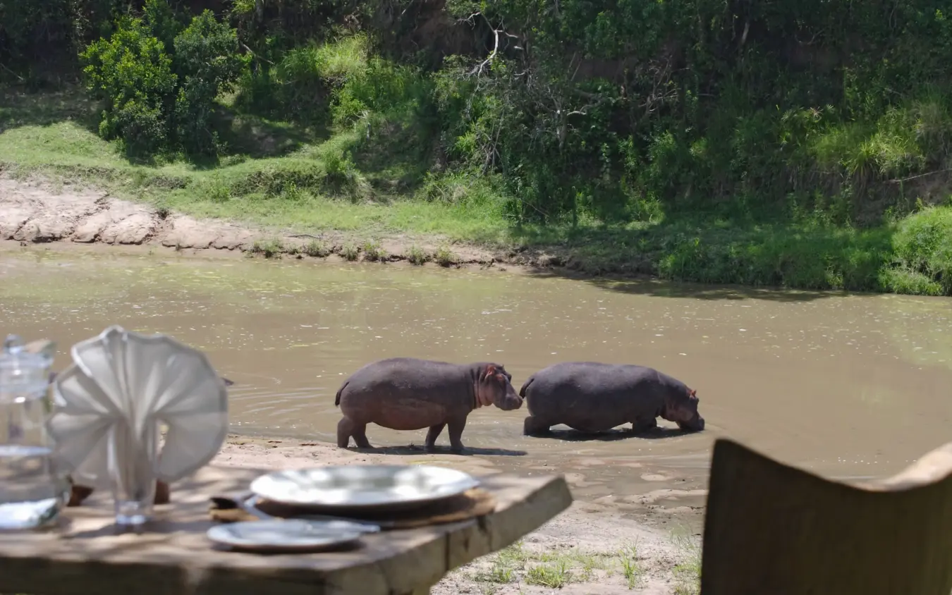 Two hippos in river water near camp dining area, Naibor Camp, Maasai Mara, Kenya