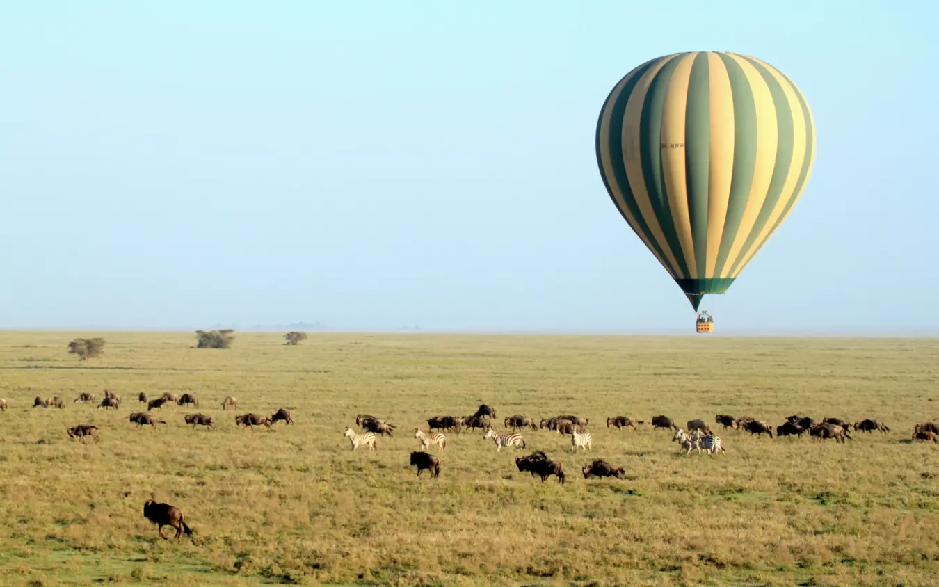 Hot air balloon floating above wildebeest herd on vast grassland plain, Ndutu Mobile Tented Camp, Serengeti National Park, Tanzania