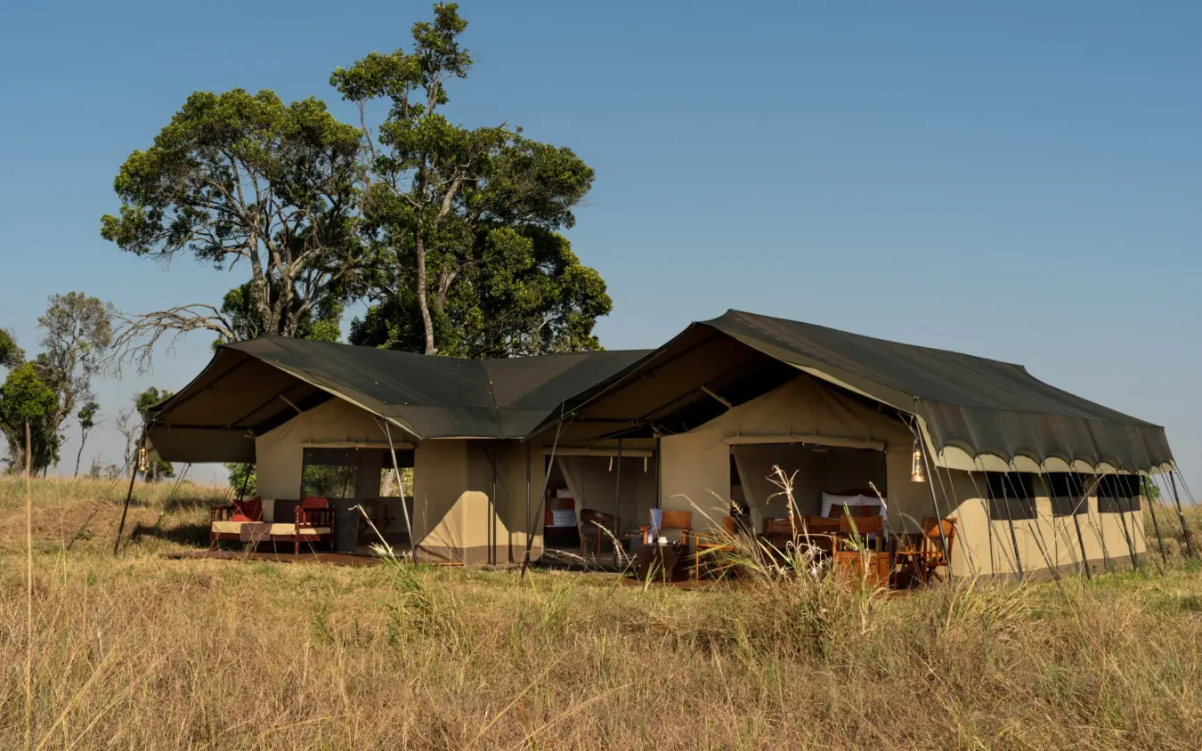 Canvas safari camp with shade structure in grassland with acacia tree, Ndutu Mobile Tented Camp, Serengeti National Park, Tanzania