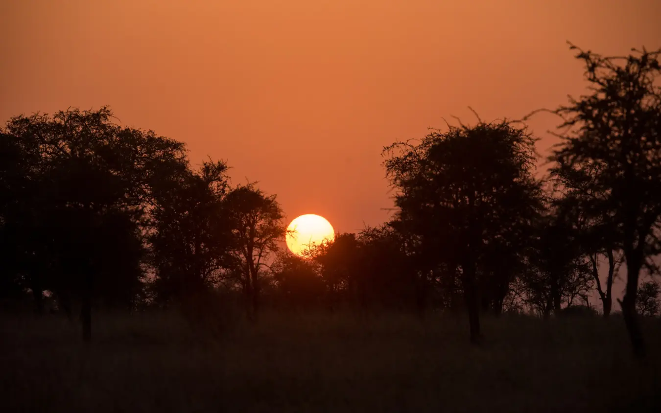 Large sun setting behind silhouetted acacia trees at dusk, Ndutu Mobile Tented Camp, Serengeti National Park, Tanzania