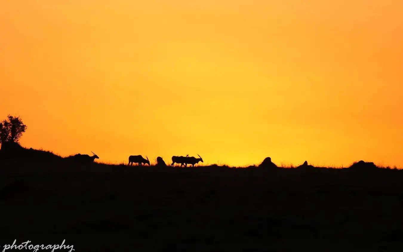 Herd of zebras silhouetted against orange sunset on savanna ridge, Ndutu Mobile Tented Camp, Serengeti National Park, Tanzania