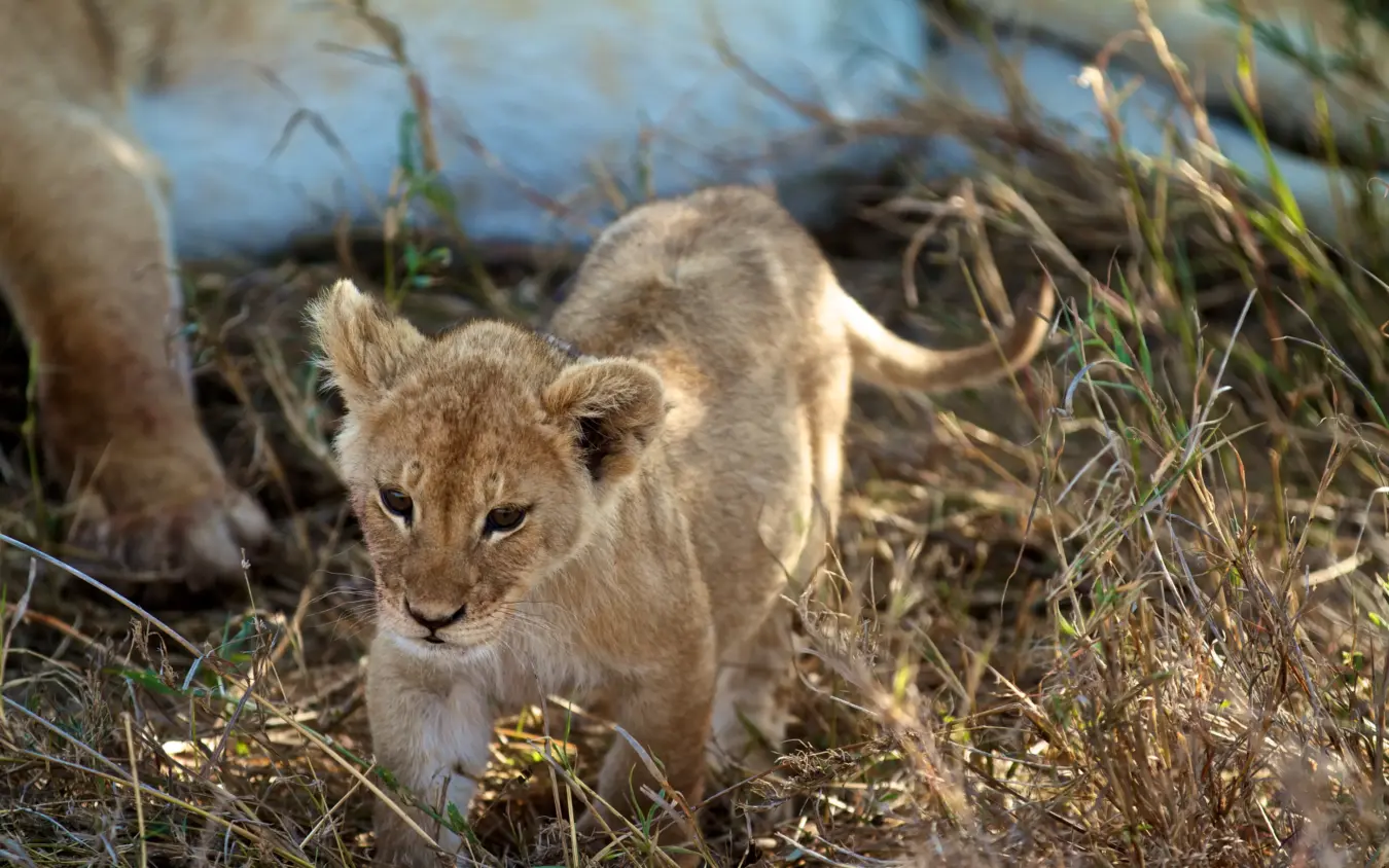 Lion cub walking through grassland near water, Ndutu Mobile Tented Camp, Serengeti National Park, Tanzania