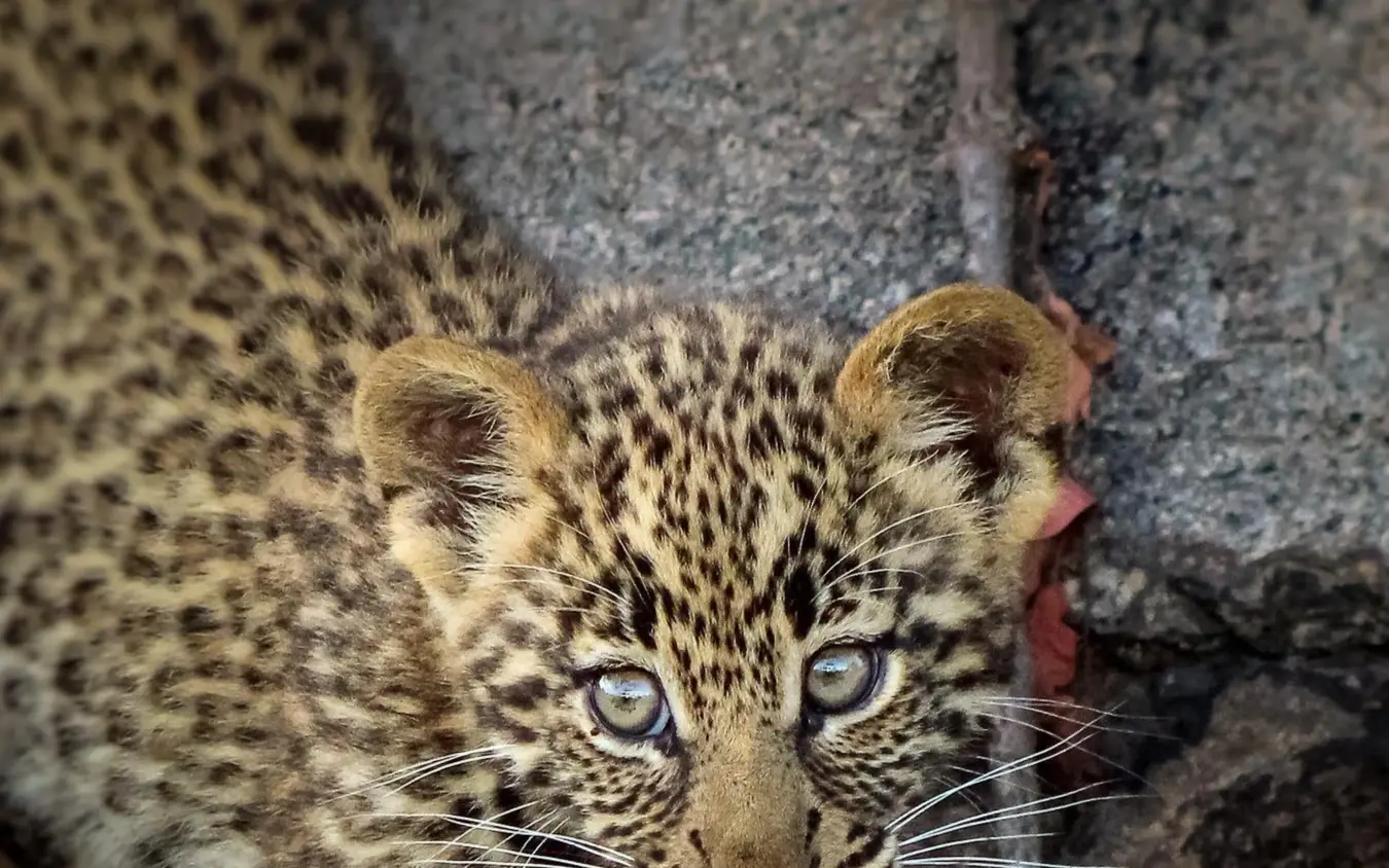 Leopard cub resting against rocky outcrop with spotted coat visible, Ndutu Mobile Tented Camp, Serengeti National Park, Tanzania