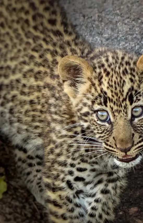 Young leopard cub with spotted coat gazing at camera against grey rock, Ndutu Mobile Tented Camp, Serengeti National Park, Tanzania