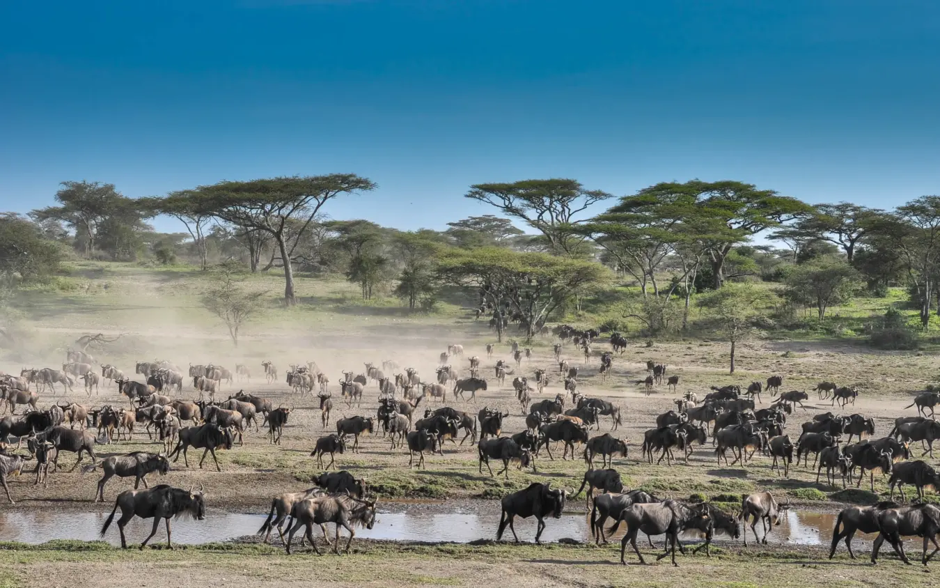 Large wildebeest herd gathered at waterhole with acacia trees in dust cloud, Ndutu Mobile Tented Camp, Serengeti National Park, Tanzania