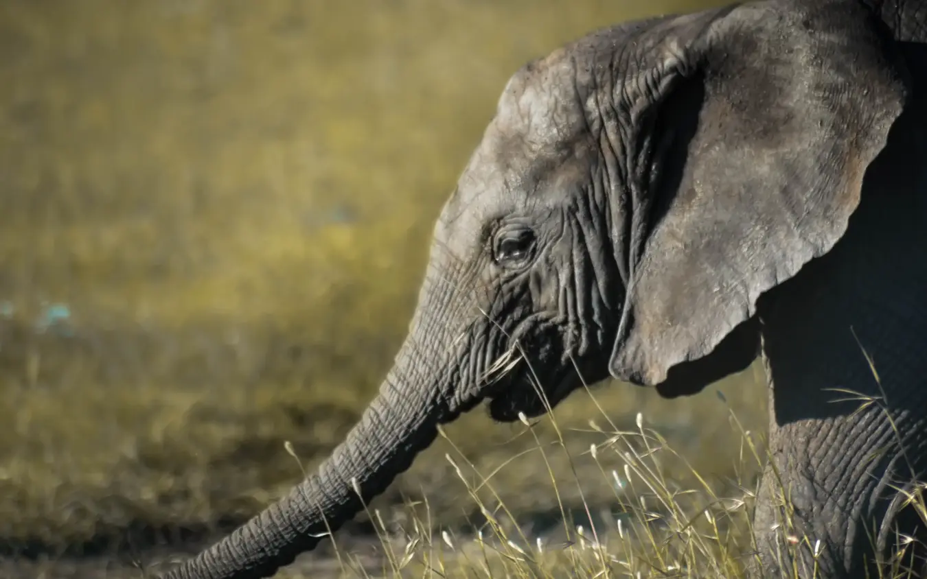 Young elephant grazing on grass near watering hole, Ndutu Mobile Tented Camp, Serengeti National Park, Tanzania