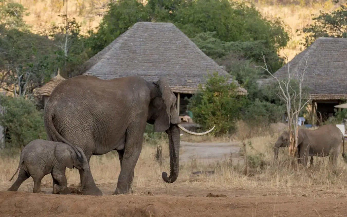 Elephant family walking past traditional thatched-roof lodge buildings, Nimali Tarangire, Tarangire National Park, Tanzania