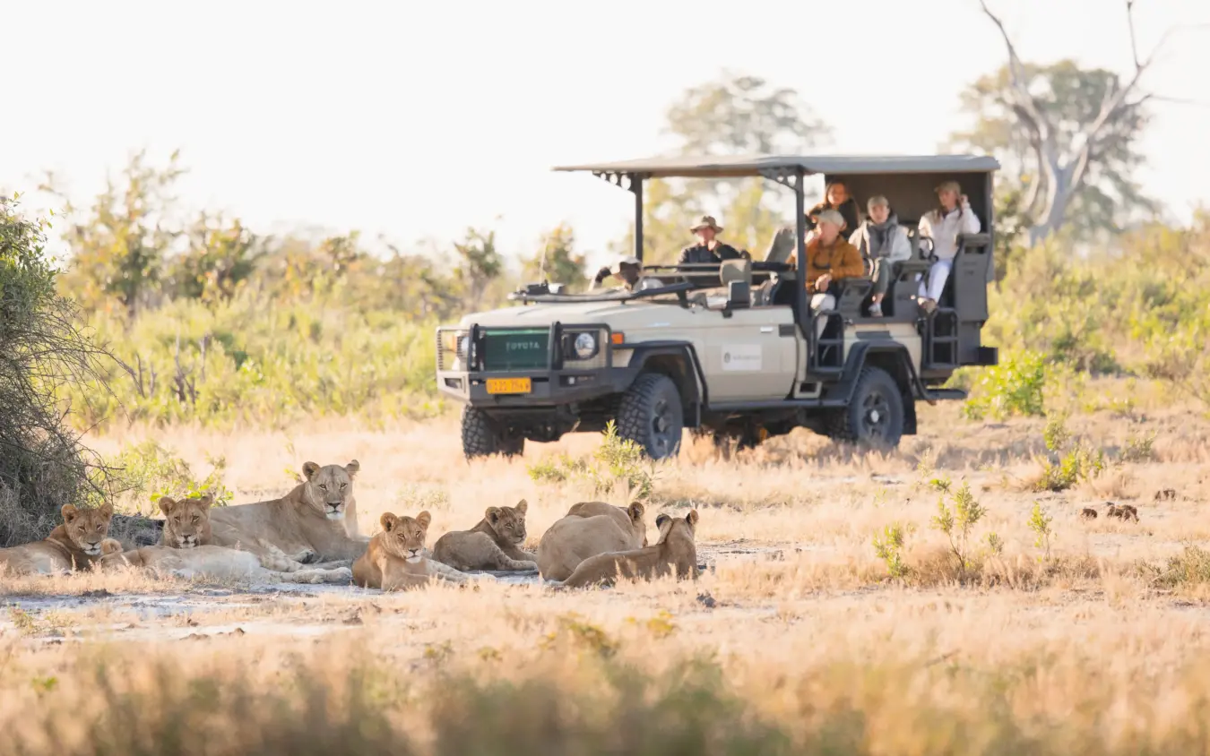 Safari vehicle with tourists observing lion pride resting in savanna brush, Nkasa Linyanti, Zambezi Region, Namibia