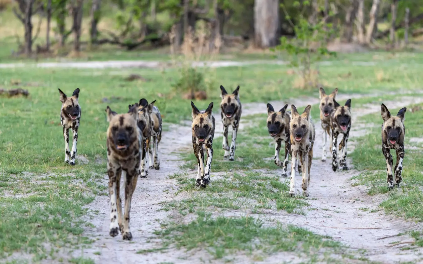 Pack of wild dogs trotting along dirt road through grassland, Nkasa Linyanti, Zambezi Region, Namibia