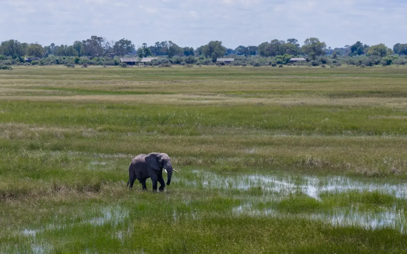 Elephant walking through flooded grassland with scattered trees in distance, Nkasa Linyanti, Zambezi Region, Namibia