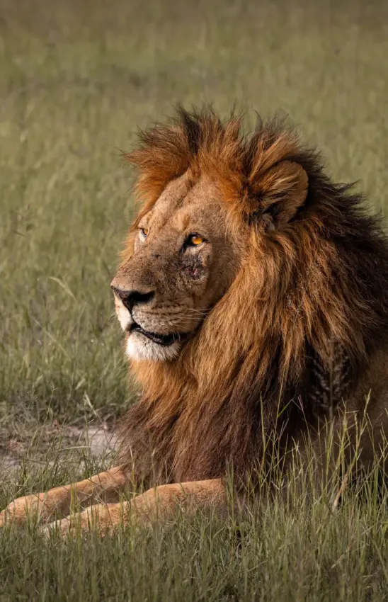 Male lion with full mane resting in grassland savanna, Nkasa Linyanti, Zambezi Region, Namibia
