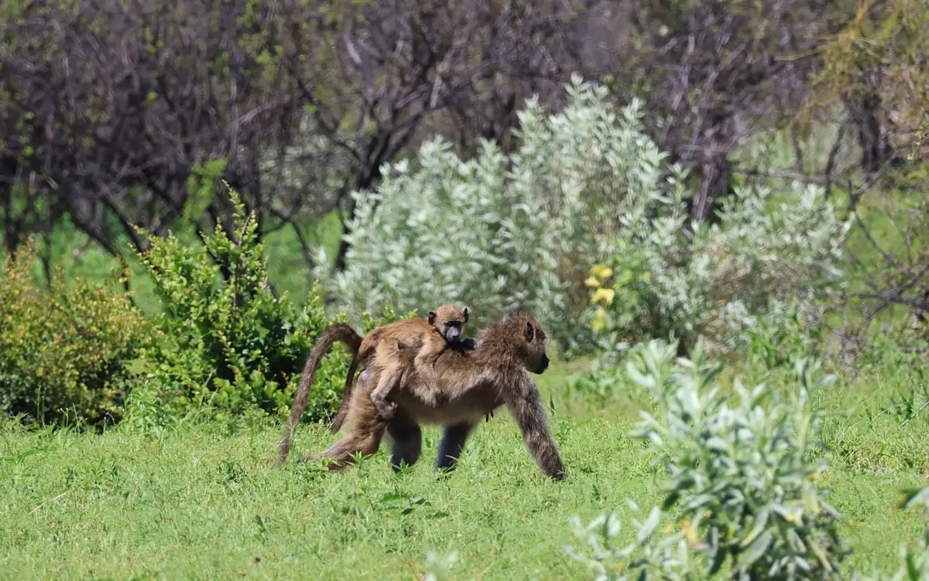 Baboon with infant walking through scrubland vegetation, Nkasa Linyanti, Zambezi Region, Namibia