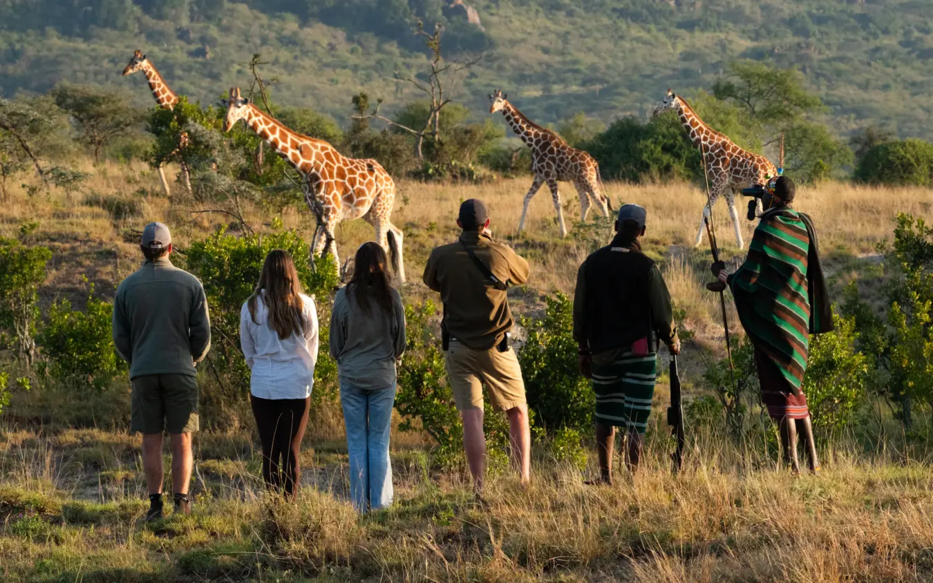 Group of guests on walking safari observing giraffes in savanna woodland, Ol Malo House, Laikipia Highlands, Kenya