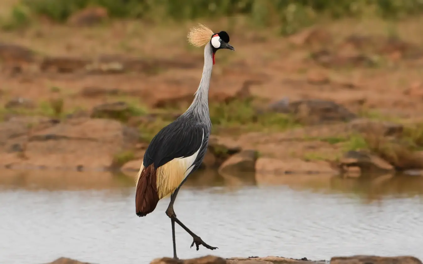Crowned crane standing on riverbank at waterhole, Ol Malo House, Laikipia Highlands, Kenya