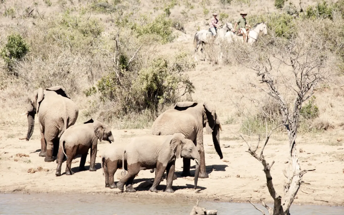 Elephant family group at waterhole with safari vehicles in background, Ol Malo Lodge, Laikipia Highlands, Kenya