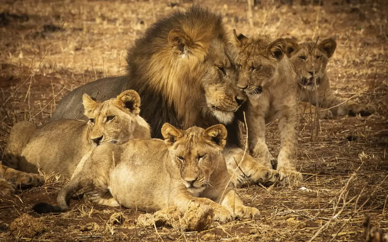 Lion pride resting together on dry savanna ground, Olkeri Camp, Tarangire National Park, Tanzania