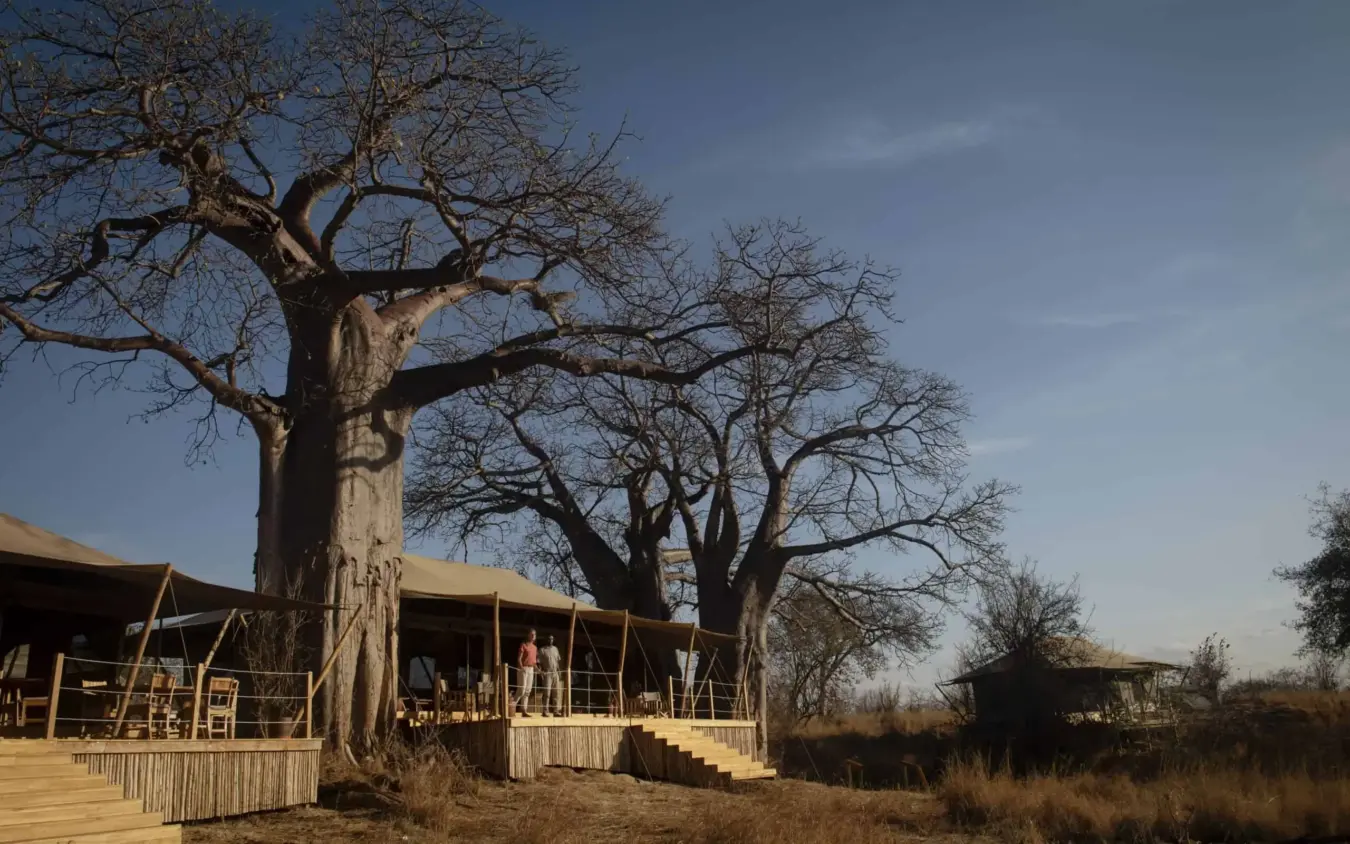 Luxury lodge deck with ancient baobab trees in dry savanna woodland, Olkeri Camp, Tarangire National Park, Tanzania