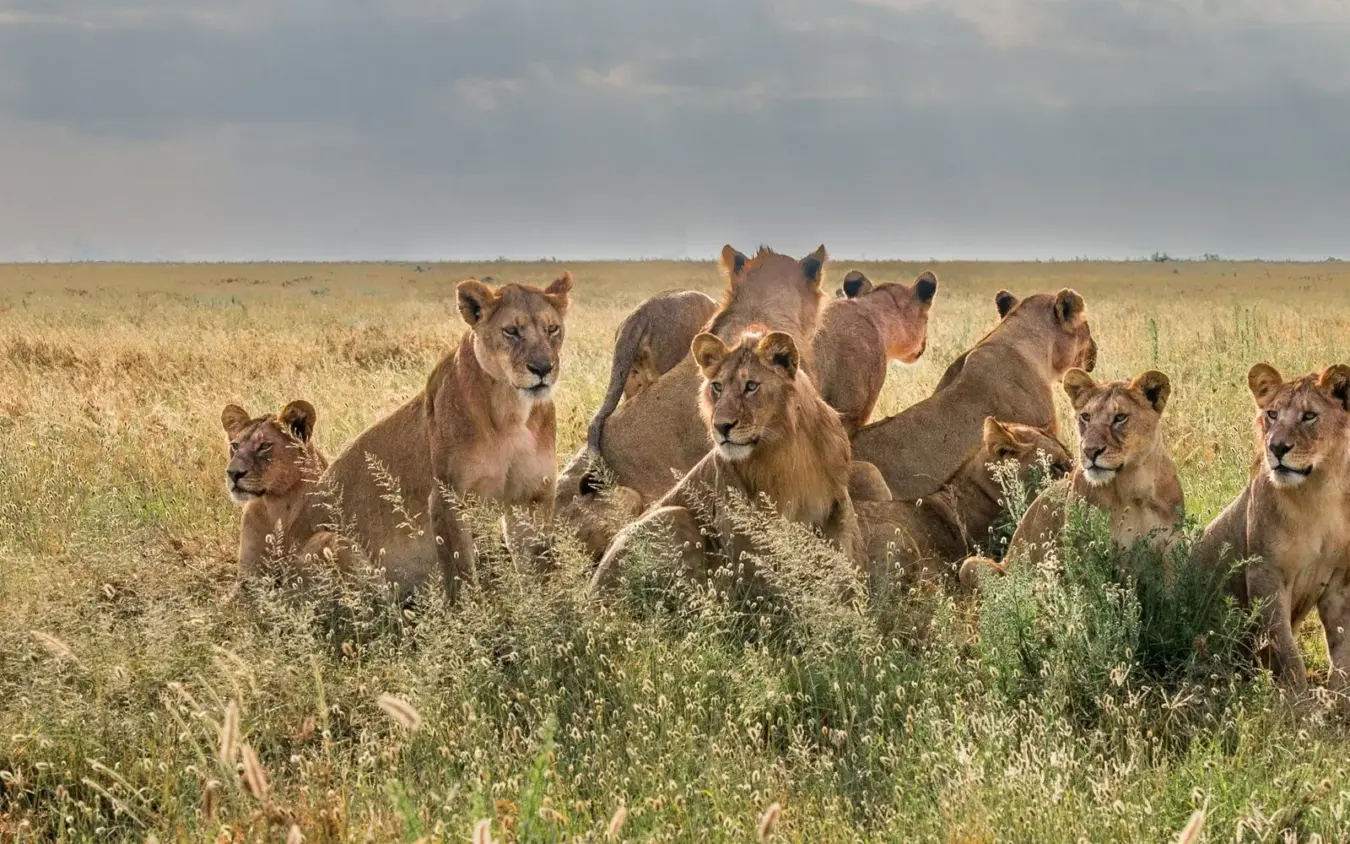 Pride of lions walking through grassland during daytime, Olmara Serengeti, Serengeti National Park, Tanzania