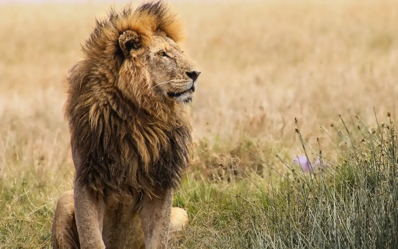 Male lion with mane walking through grassland savanna, Osonjoi Lodge, Ngorongoro Crater, Tanzania