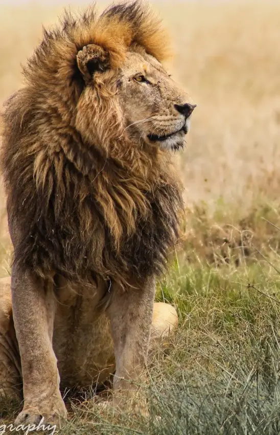 Male lion with full mane resting in grassland savanna, Osonjoi Lodge, Ngorongoro Crater, Tanzania
