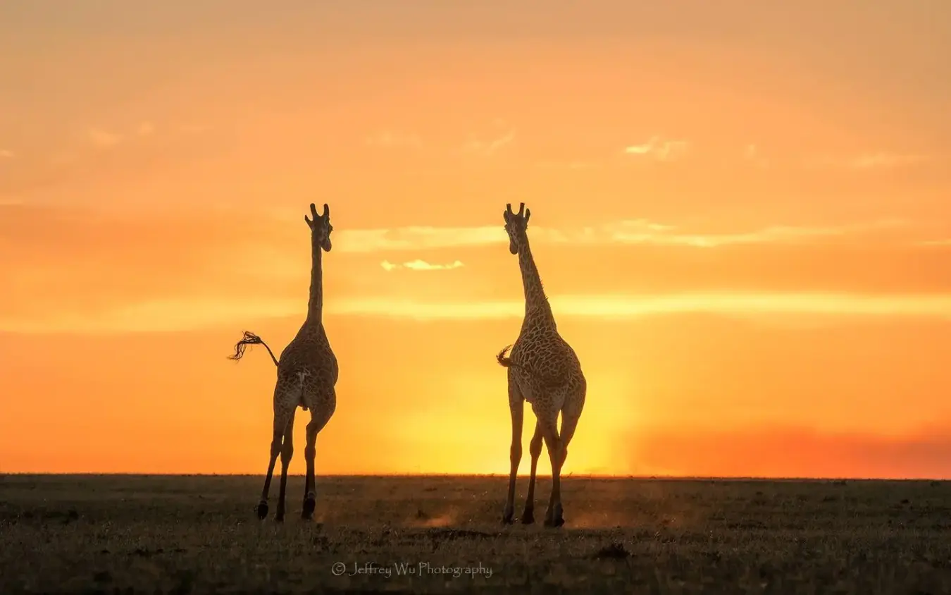 Two giraffes silhouetted against golden sunset on open savanna, Porini Lion Camp, Maasai Mara, Kenya