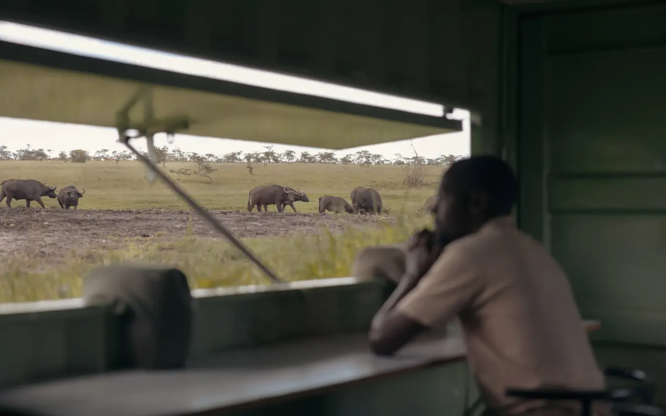 Observer viewing elephants from safari lodge window overlooking wetland, Porini Rhino Camp, Laikipia Highlands, Kenya