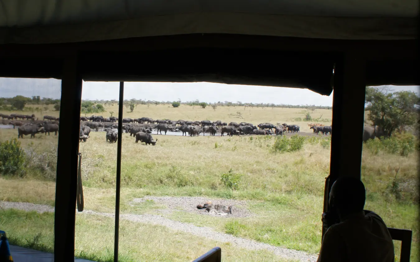 Large herd of buffalo grazing in grassland viewed from safari vehicle, Porini Rhino Camp, Laikipia Highlands, Kenya
