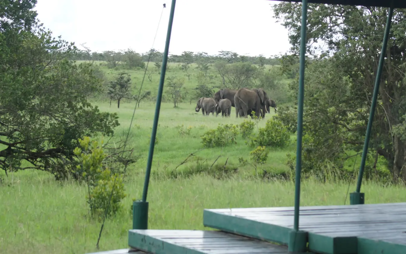 Elephant herd grazing in grassland viewed from wooden deck platform, Porini Rhino Camp, Laikipia Highlands, Kenya
