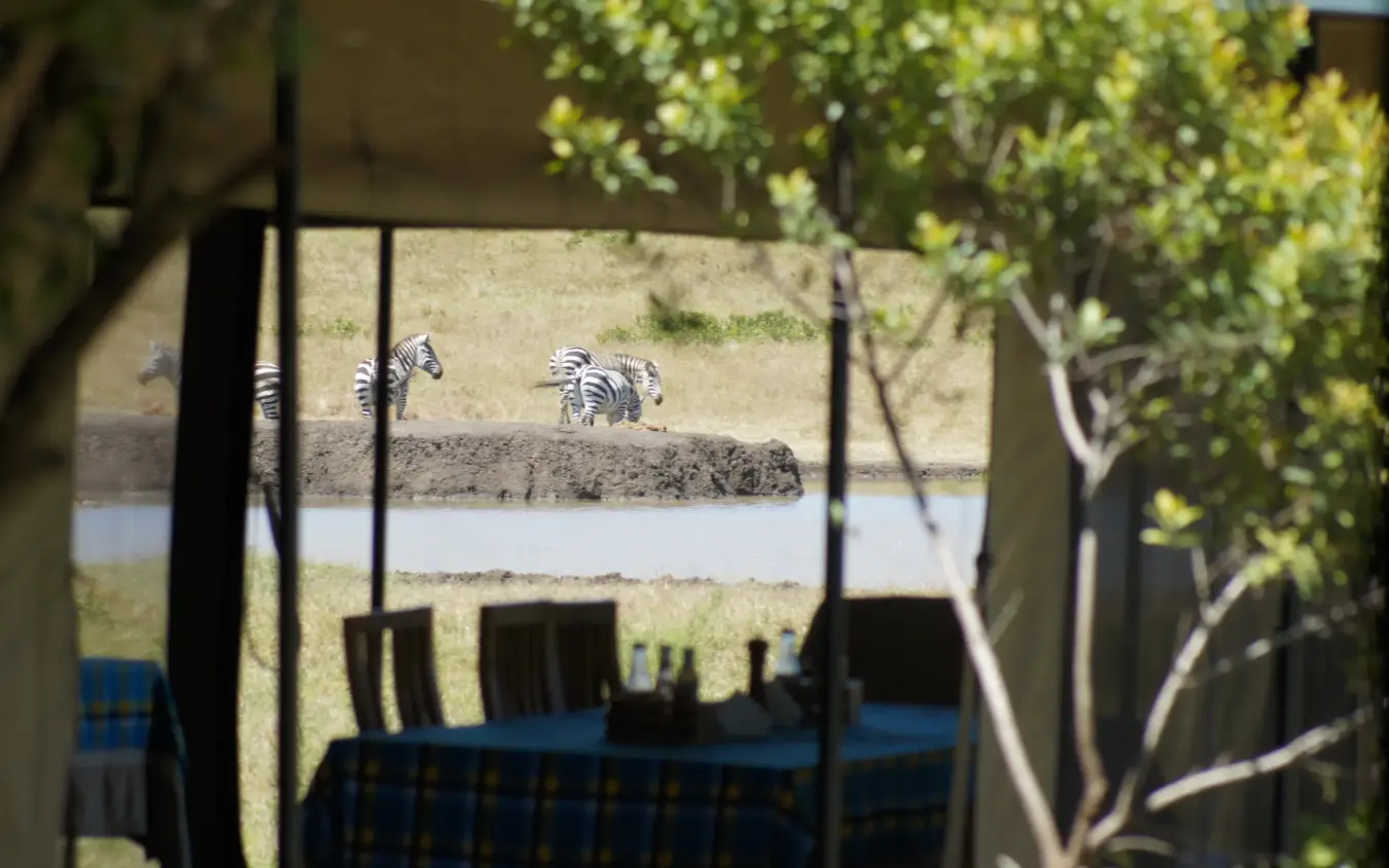 Zebras at waterhole viewed through lodge window with vegetation, Porini Rhino Camp, Laikipia Highlands, Kenya