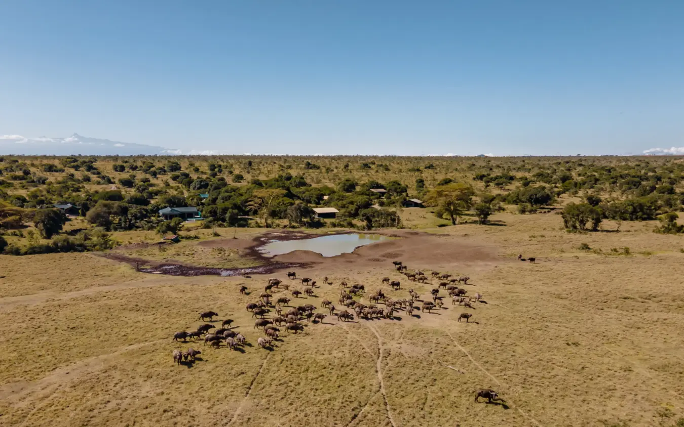 Aerial view of elephant herd gathered at waterhole in savanna landscape, Porini Rhino Camp, Laikipia Highlands, Kenya