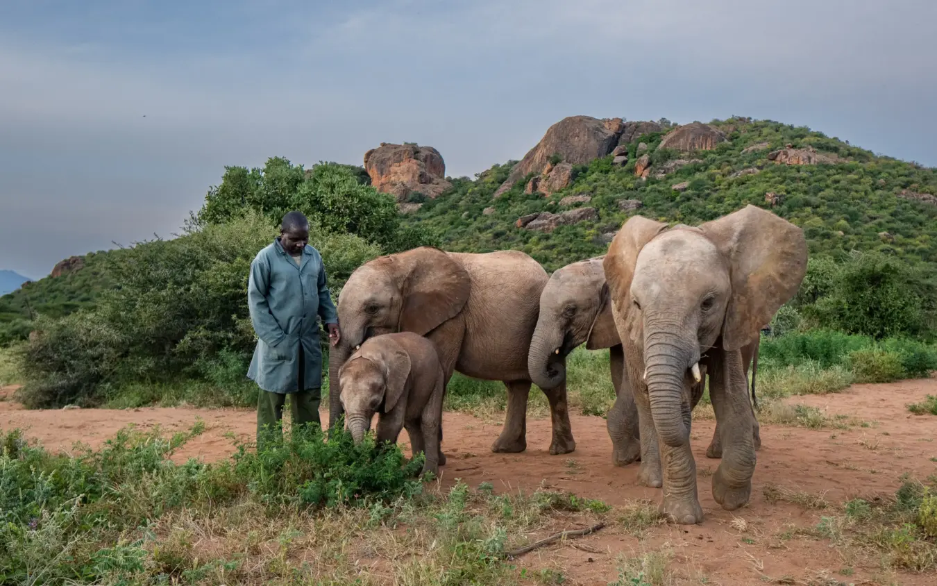 Elephant herd with caretaker on red earth savanna landscape, Reteti House, Northern Kenya, Kenya