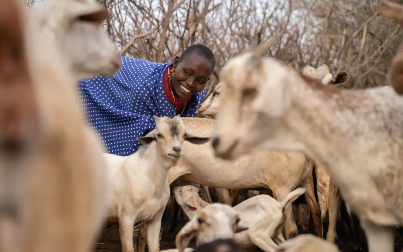 Local herder smiling with goats in arid savanna landscape, Reteti House, Northern Kenya, Kenya