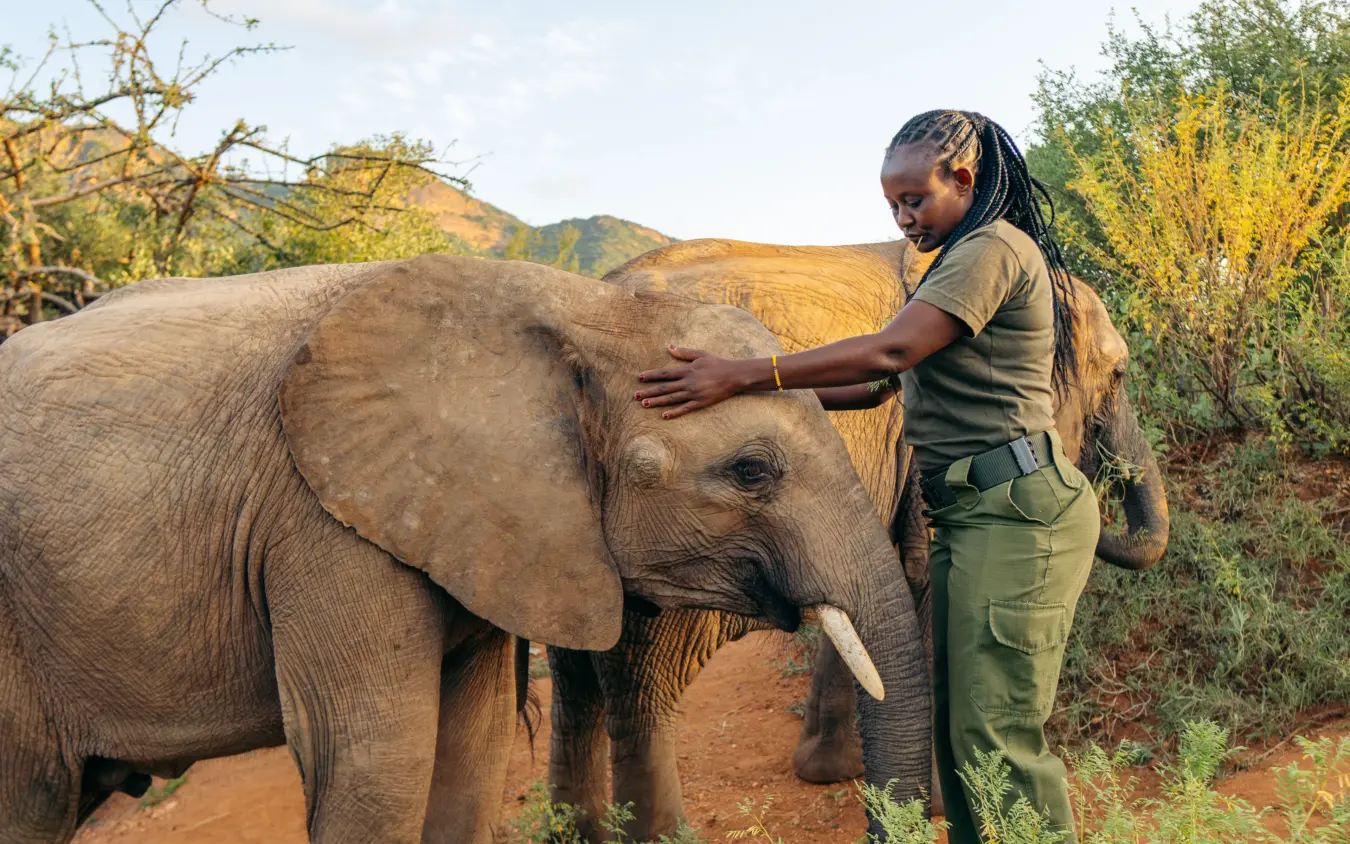 Woman caretaker touching young elephant in natural savanna landscape, Reteti House, Northern Kenya, Kenya