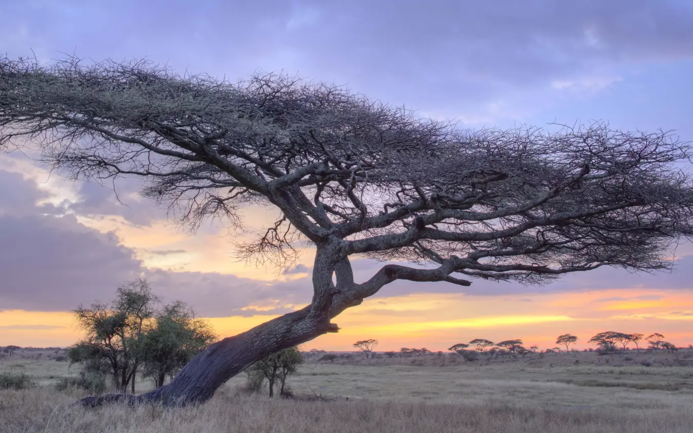 Acacia tree at sunset with savanna grassland horizon, The Retreats at Namiri Plains, Serengeti National Park, Tanzania