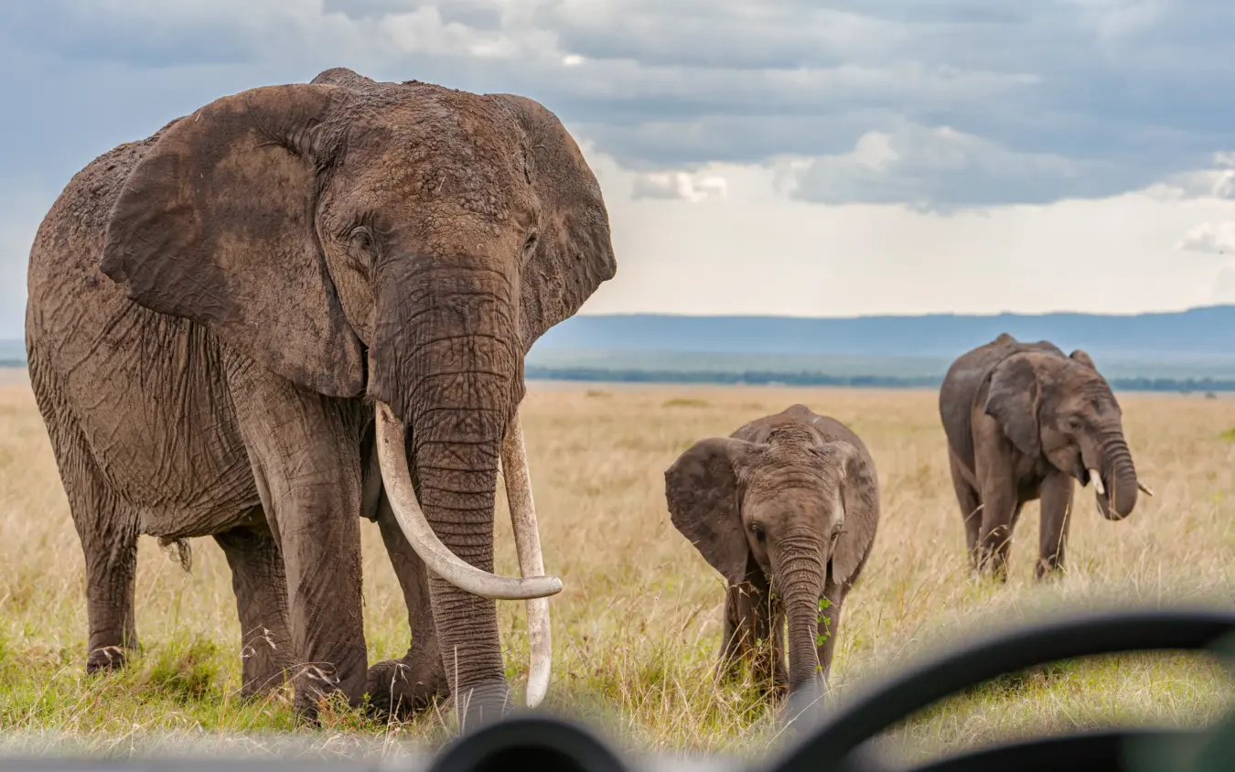 Elephant herd with calf walking across grassland savanna, Roca River Camp, Maasai Mara, Kenya