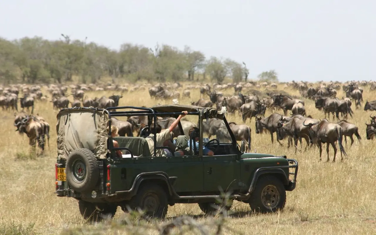 Safari vehicle with guests observing wildebeest herd in savanna grassland, Roca River Camp, Maasai Mara, Kenya