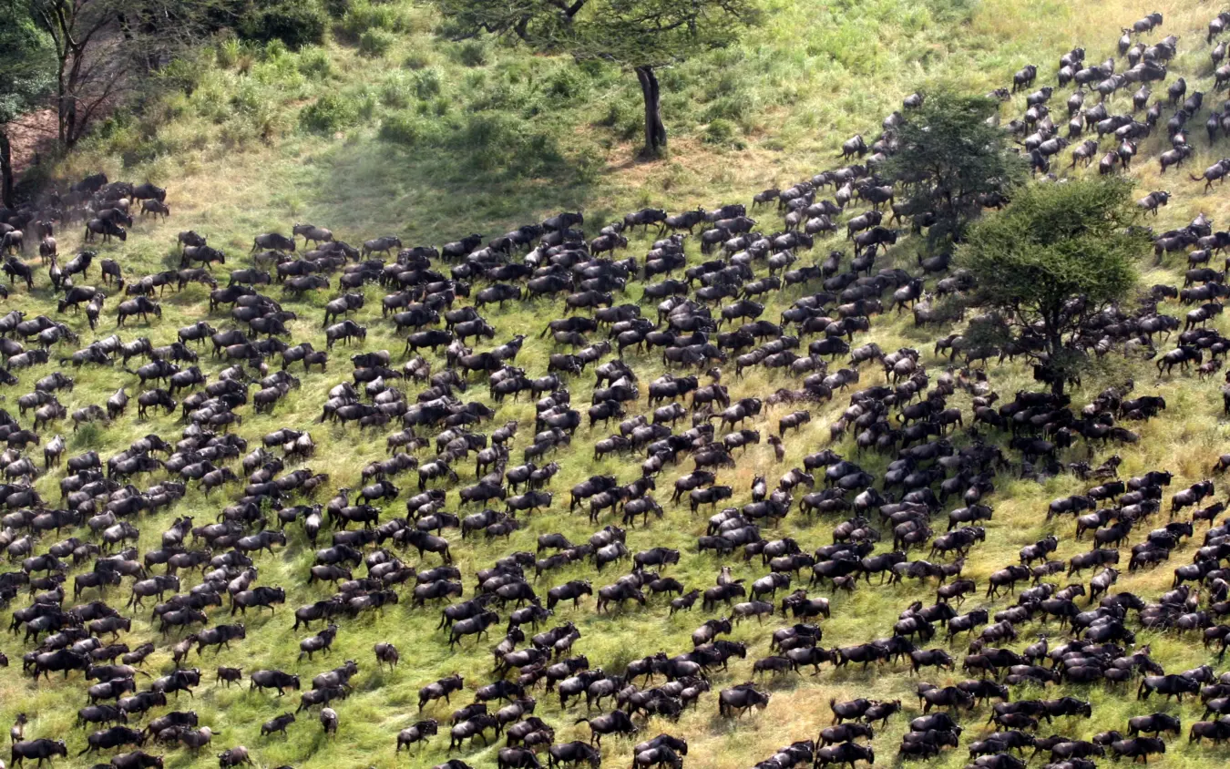 Large elephant herd grazing across grassy hillside with scattered trees, Roca River Camp, Maasai Mara, Kenya