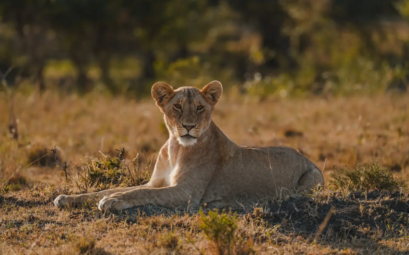 Roca River Camp, Maasai Mara, Kenya