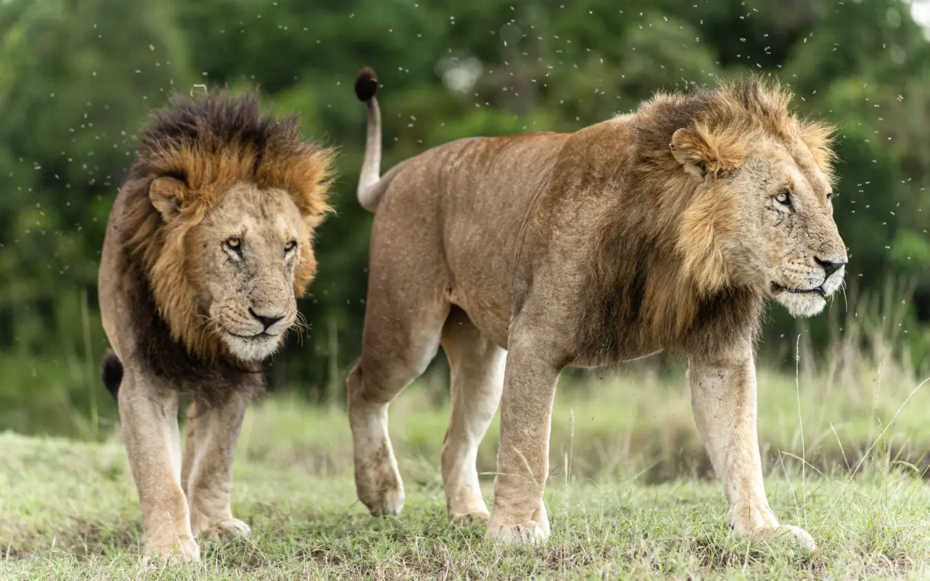 Two male lions walking through grassland in light rain, Roca River Camp, Maasai Mara, Kenya
