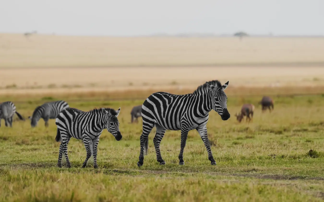 Zebras grazing in grassland with elephant herd in background, Roca River Camp, Maasai Mara, Kenya