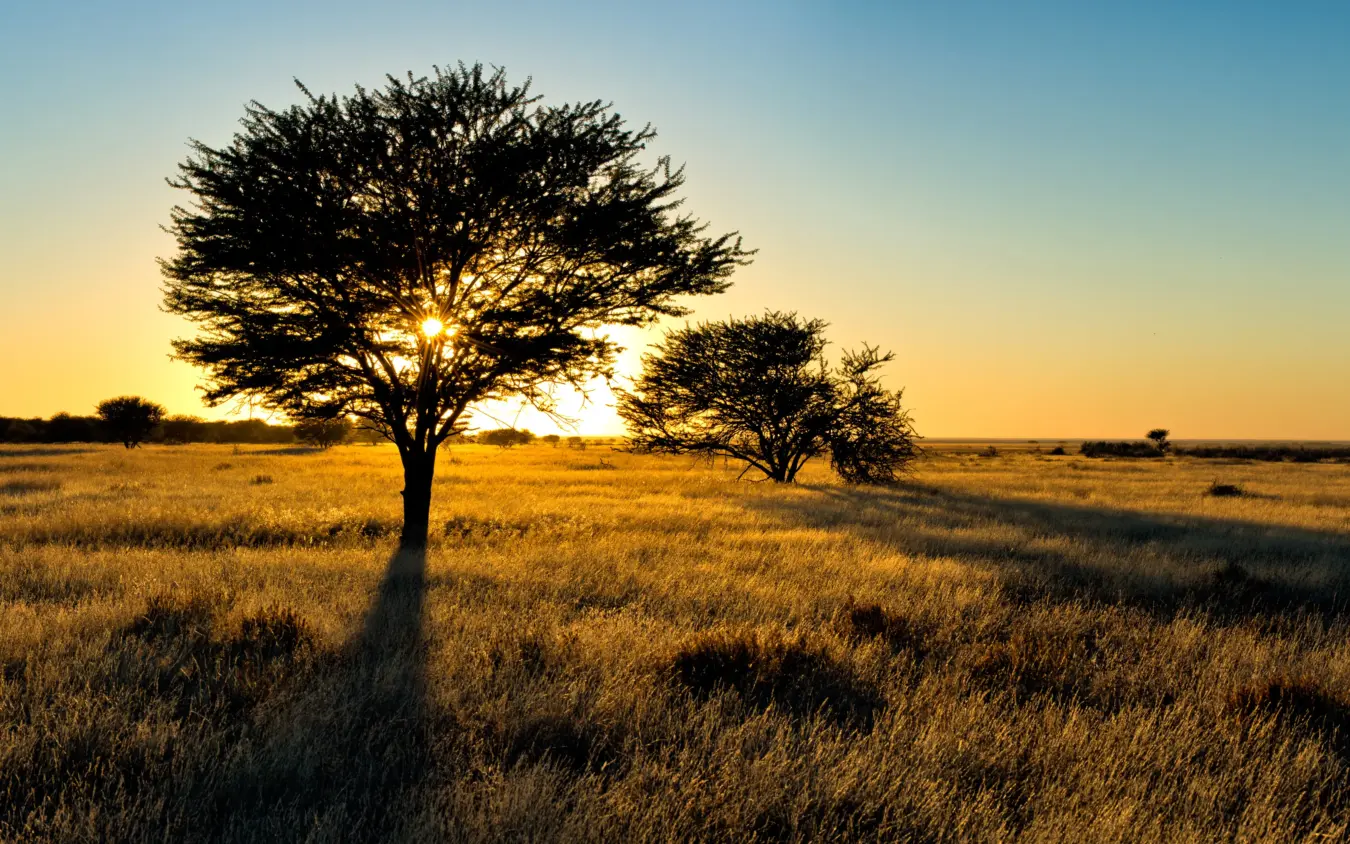 Acacia trees silhouetted against golden sunset in open grassland savanna, Safari House, Etosha National Park, Namibia