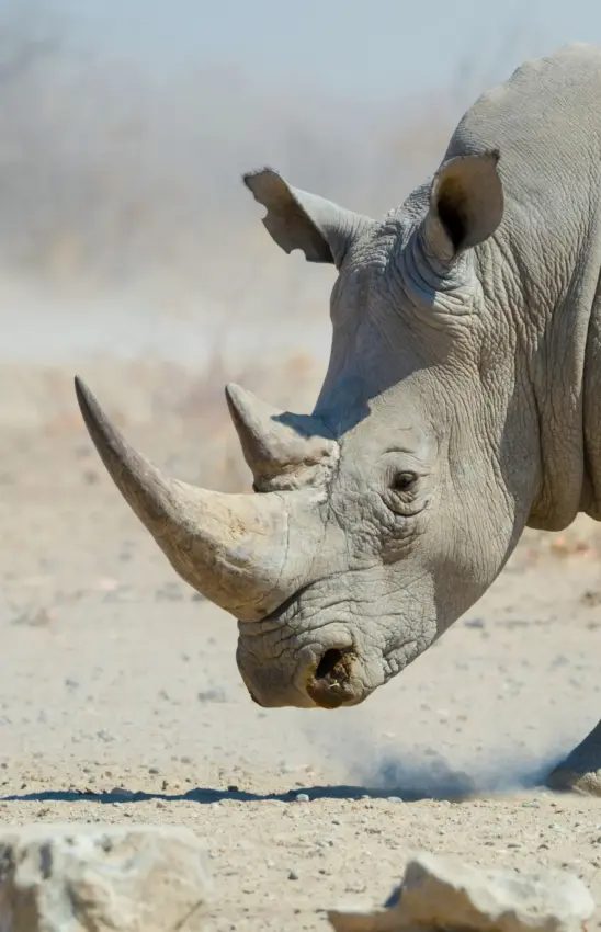 Rhinoceros charging toward camera on dusty plain, Safari House, Etosha National Park, Namibia