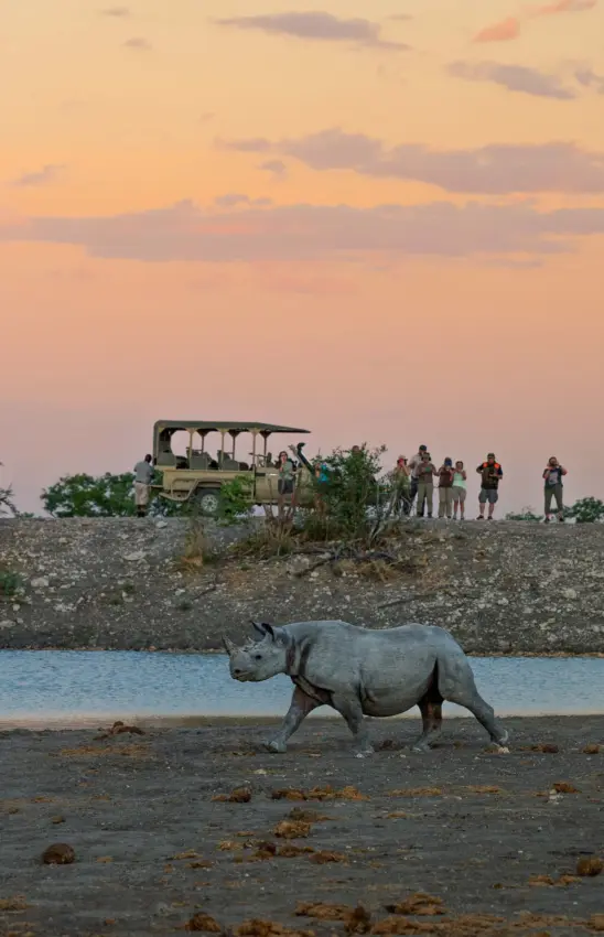 Rhinoceros walking along riverbank at dusk with safari vehicle and guests watching, Safarihoek Lodge, Etosha National Park, Namibia