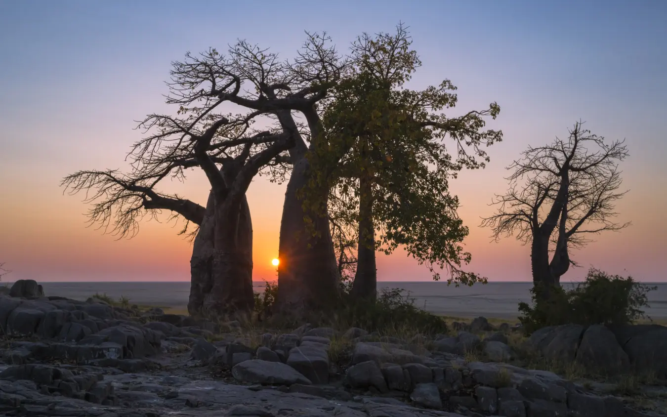 Baobab trees at sunset on rocky terrain, San Camp, Makgadikgadi Pans, Botswana